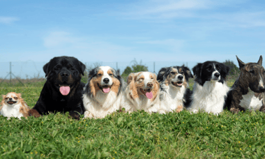 Premier Pet Boarding Business – Mpls/St Paul Area